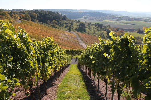 estate-d-iacobelli-vineyard